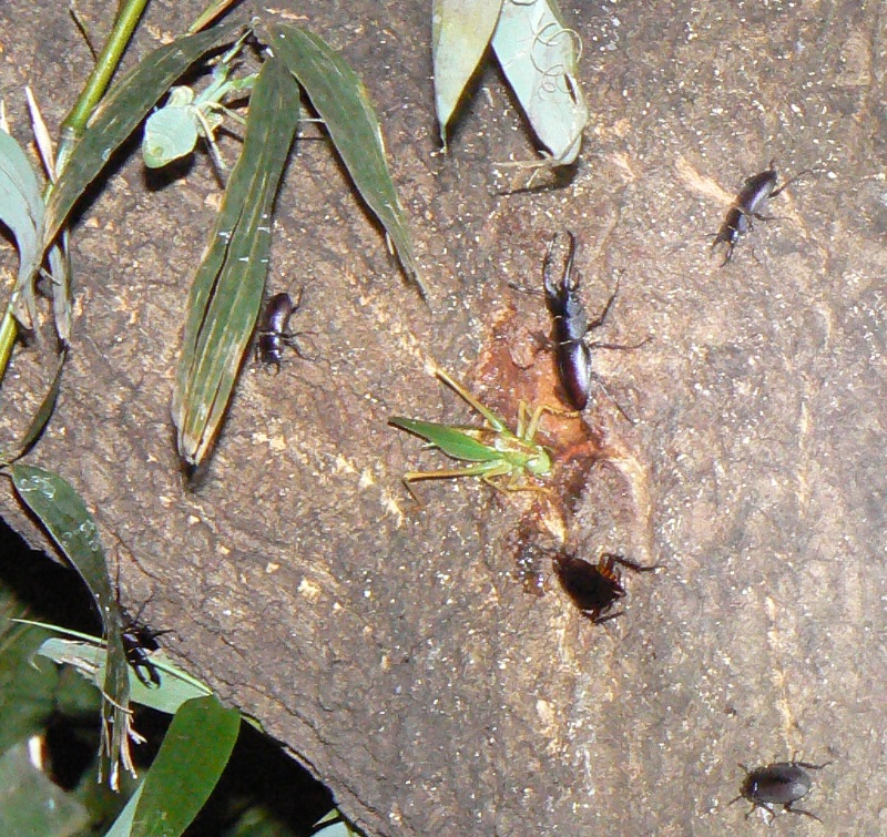 大木クヌギ上 ハラビロカマキリ潜行_200817
